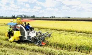 The Vietnam S Rice Industry A Jo