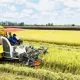 The Vietnam S Rice Industry A Jo