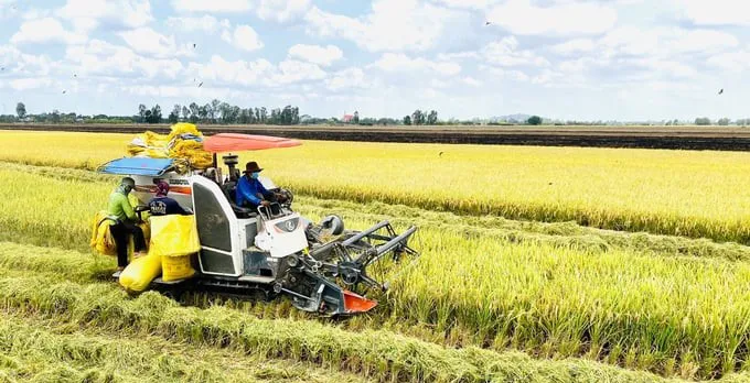 The Vietnam S Rice Industry A Jo