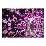 Floating In The Falling Universe Of Flowers Cherry Blossoms 05