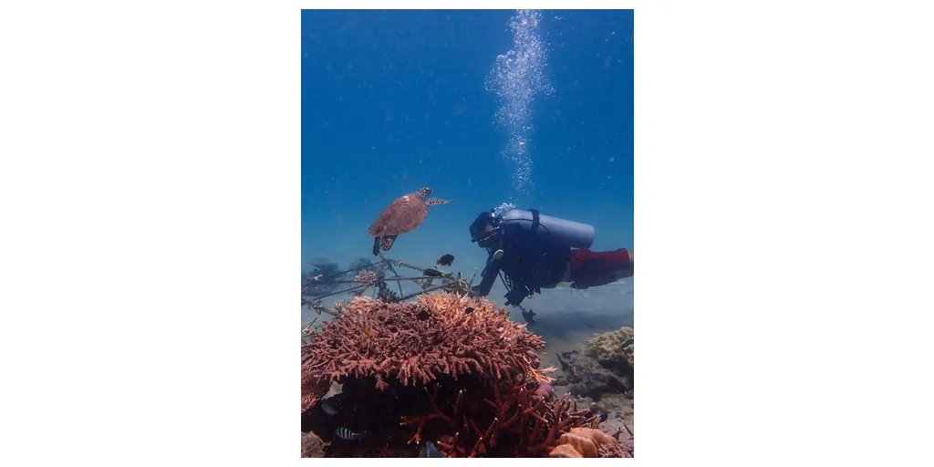Hawksbill_turtle_spotted_on_our_reef_28229-1