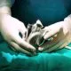 BiVACOR Total Artificial Heart Surgery