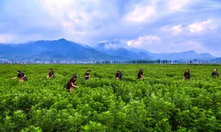 The Farmers Of Qichun Are Pickin