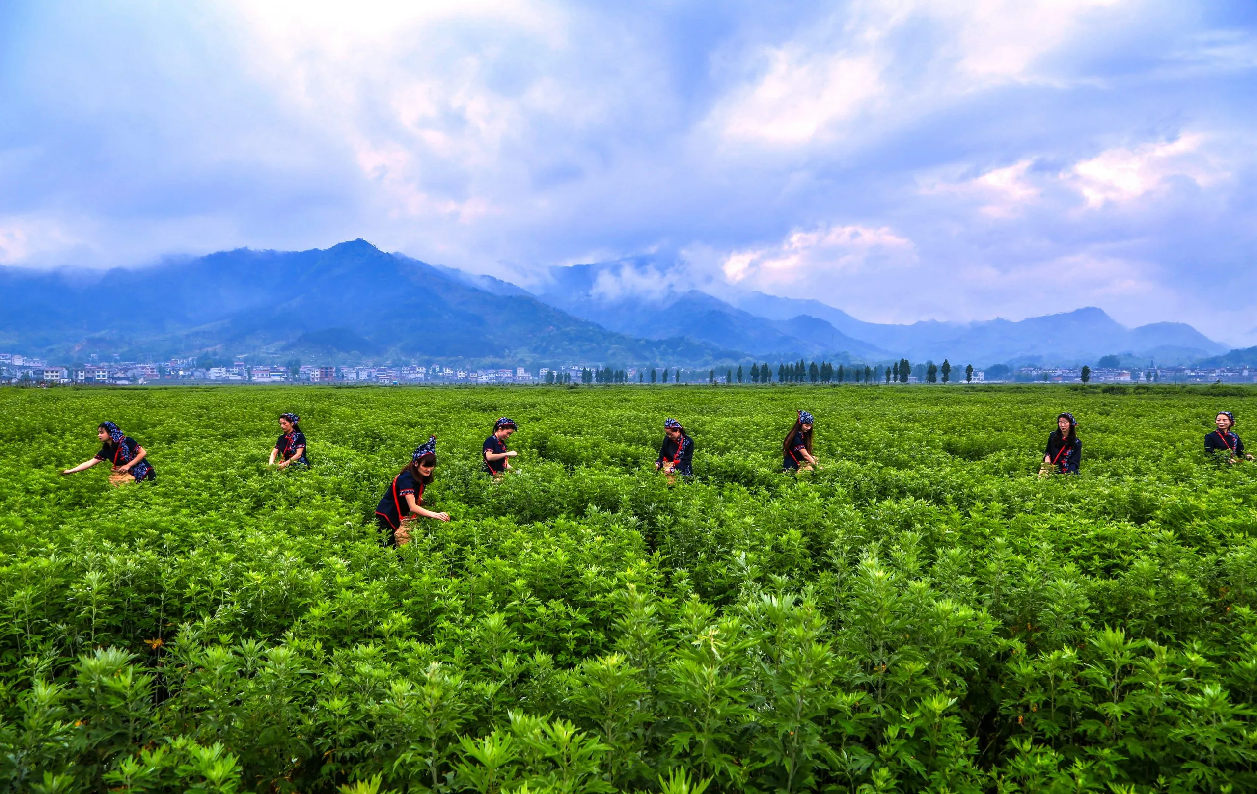 The Farmers Of Qichun Are Pickin Scaled