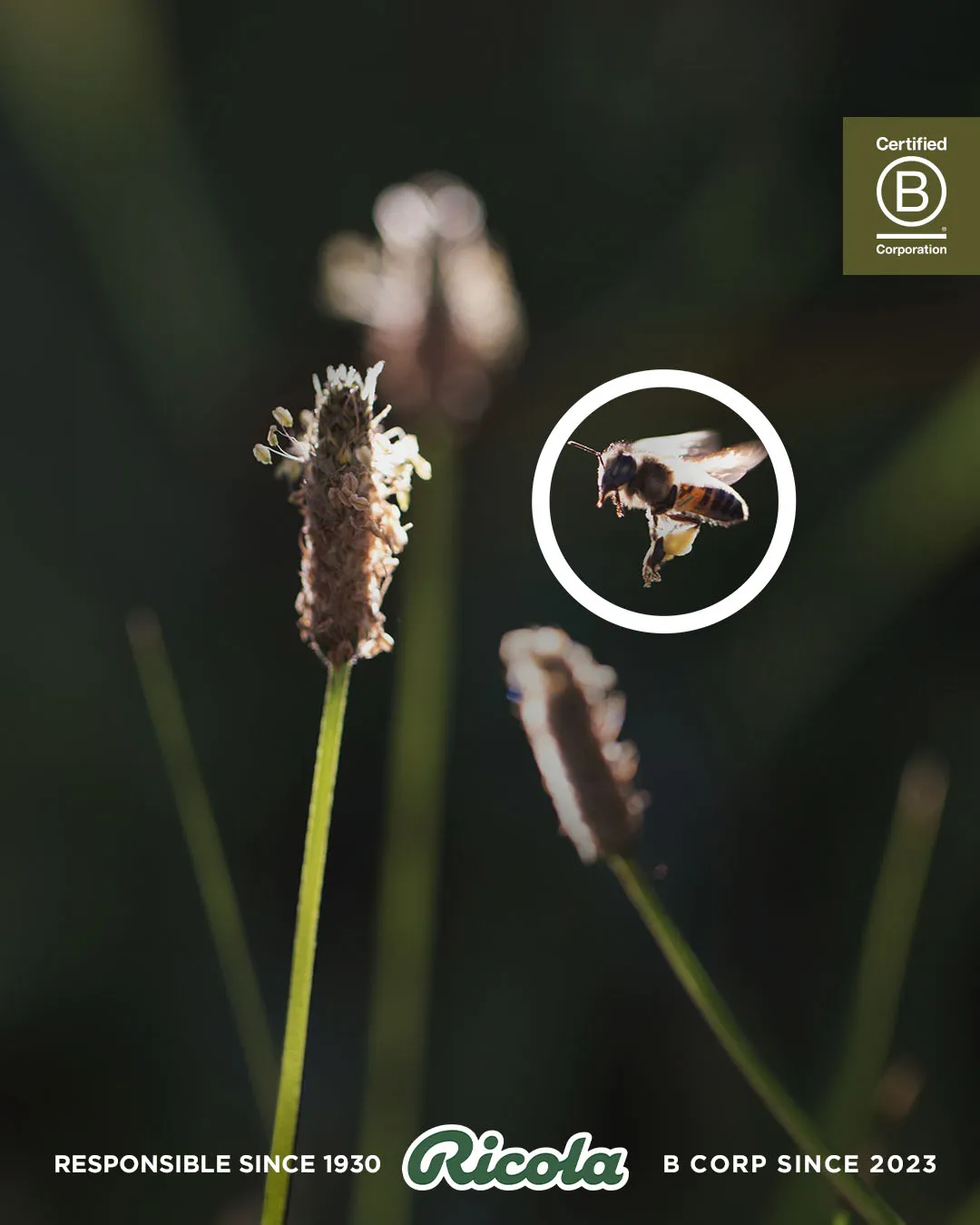240226-Ricola-BCorp-2