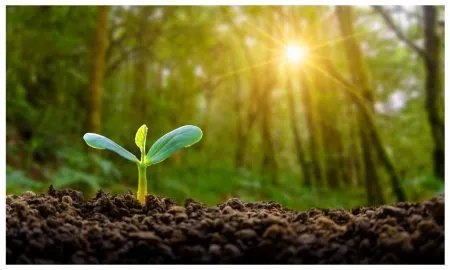 Planting Seedlings Young Plant In The Morning Light On Nature Background 2800329