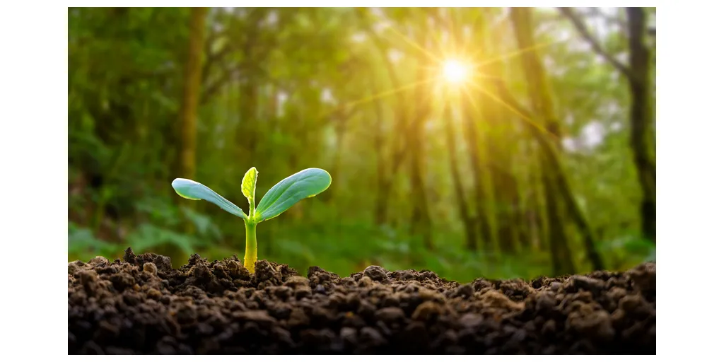 Planting Seedlings Young Plant In The Morning Light On Nature Background 2800329