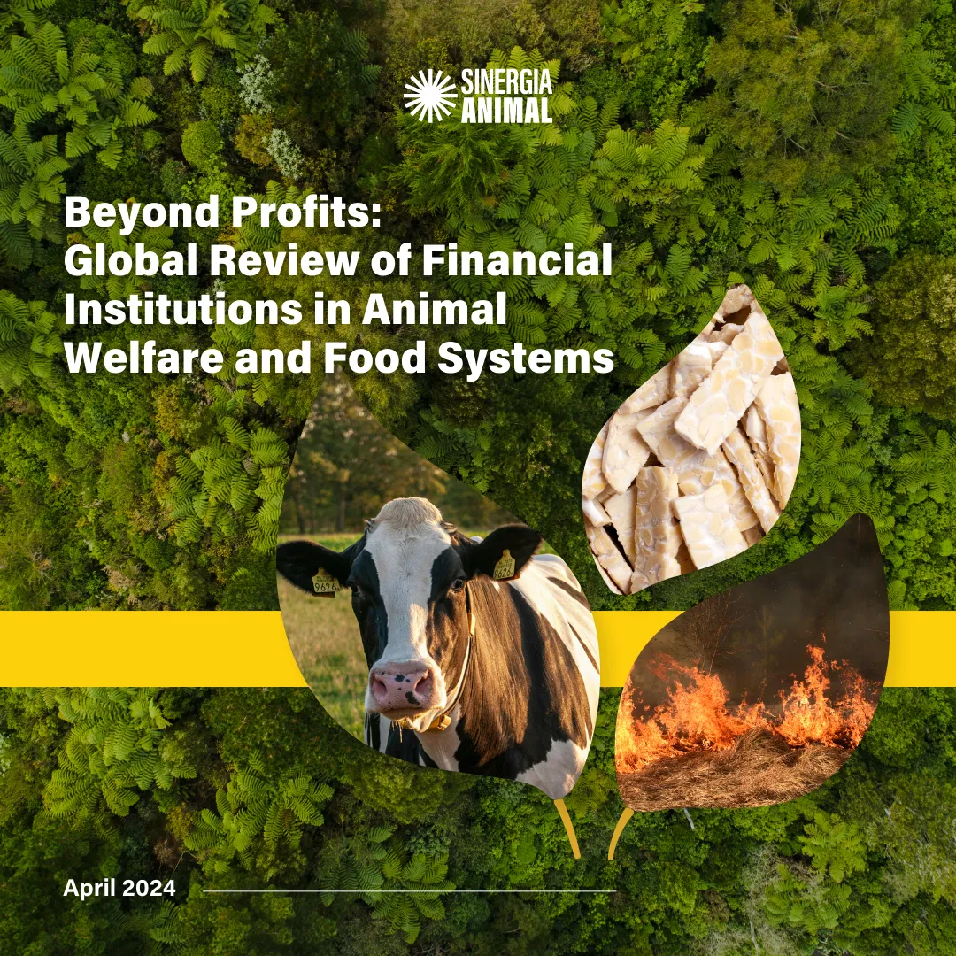 Banks Report Cover Image And Inp