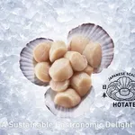 hotate2-1