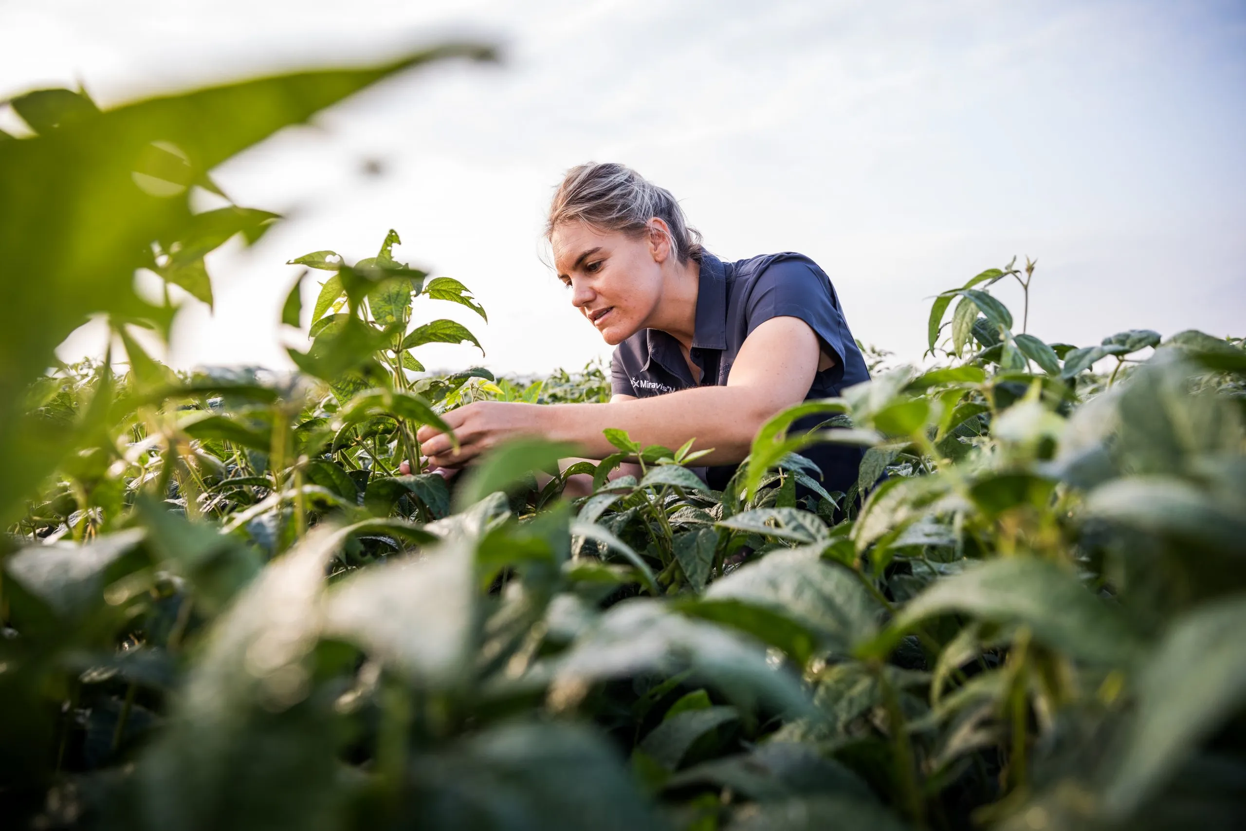 Female Farmer Inspecting Soyabea Scaled