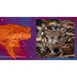 Toad_Quoll-1