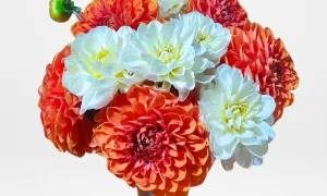 Mississauga Flower Delivery Service