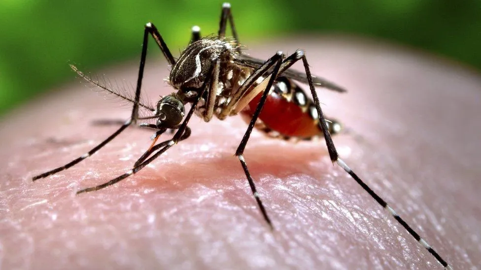 Zika Virus