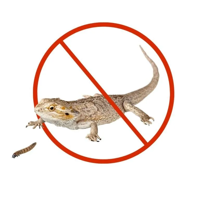 lizard