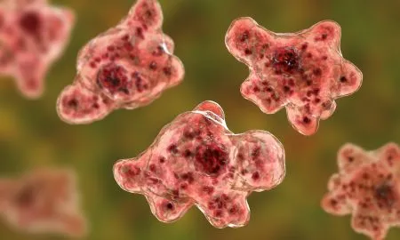 Brain Eating Amoeba