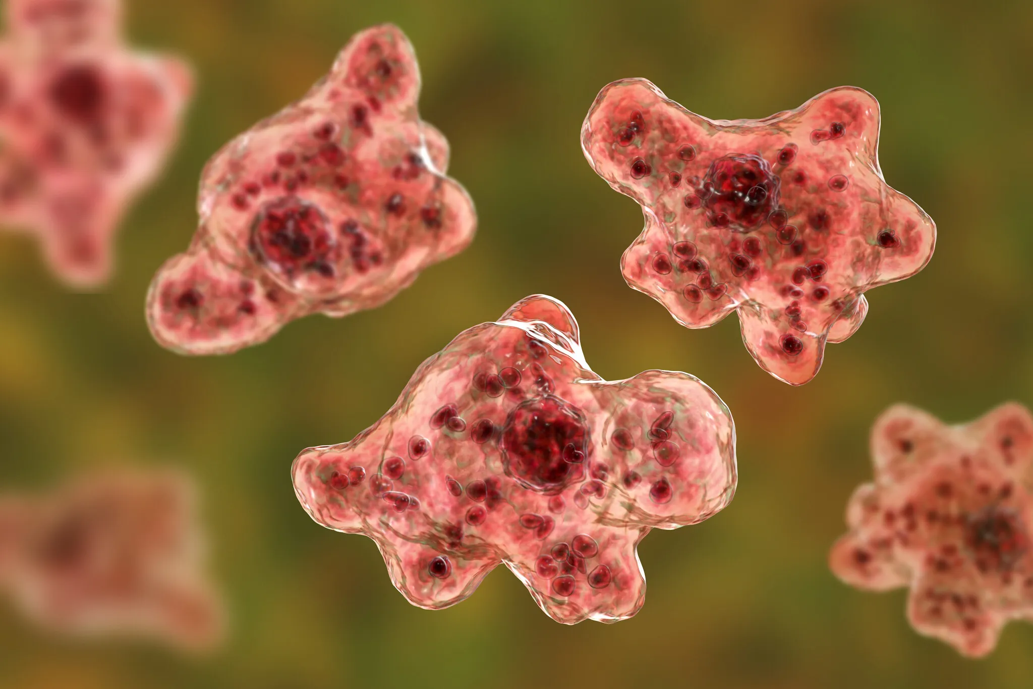 Brain-Eating Amoeba
