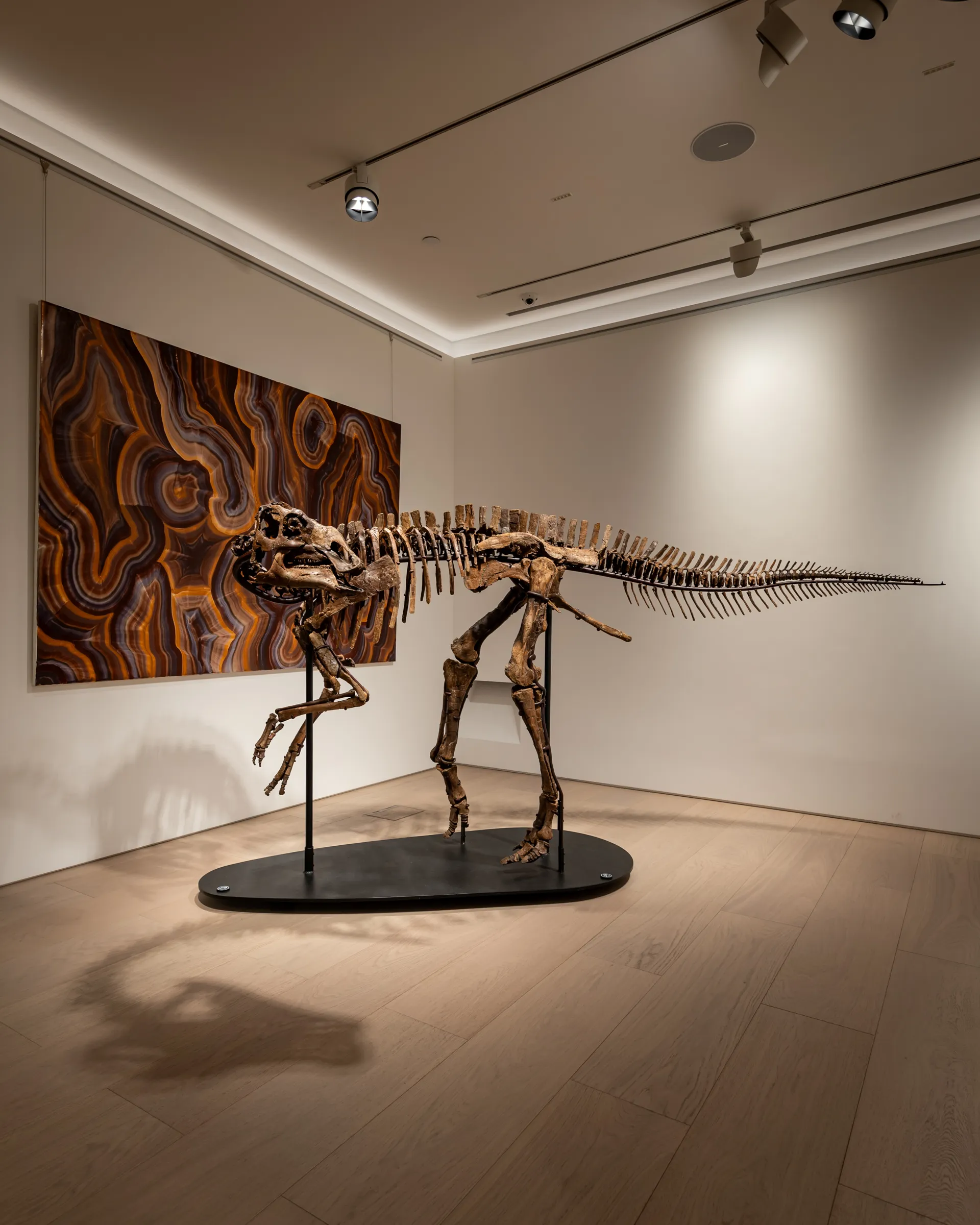 Gryposaurus