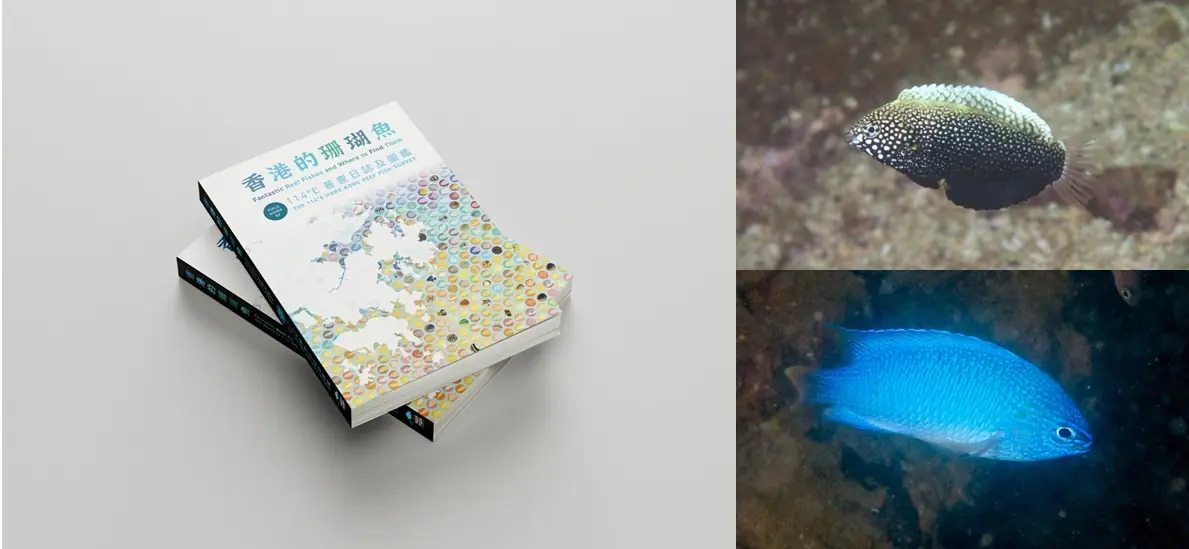 Reef Fish Book Cover Photo