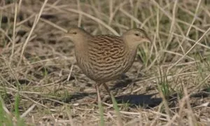 Crex Explained The Corncrake S Genus Habitat And Conservation 1789497652