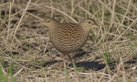 Crex Explained The Corncrake S Genus Habitat And Conservation 1789497652