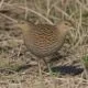 Crex Explained The Corncrake S Genus Habitat And Conservation 1789497652