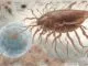 Japanese Encephalitis Virus Jev Facts Risks And Prevention 1789978270