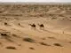 Thar Desert Explained Size Climate Wildlife People And Tourism 1790104254