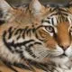 Tiger Cat Breed Overview Care Tips And Common Questions 1789891868