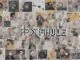 What Is Ppxshuffle A Complete Guide To The Modern Shuffle Algorithm 1790143858