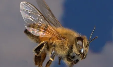 Africanized Honey Bee