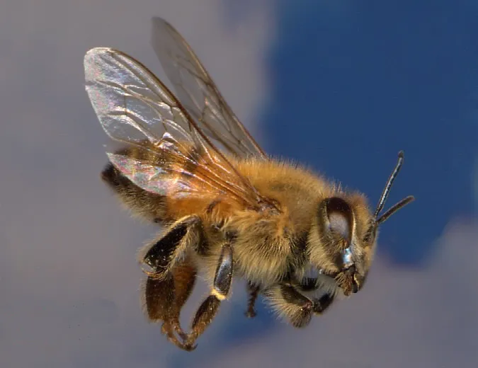 Africanized Honey Bee