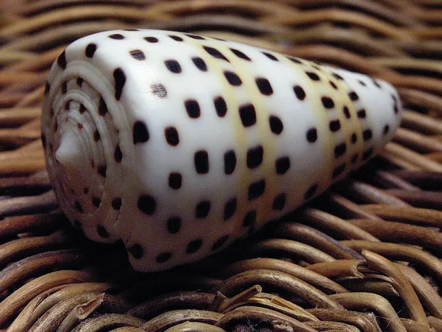 Marbled Cone Snail