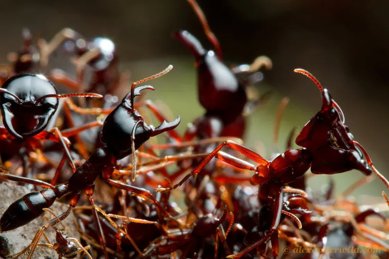 Siafu Ants