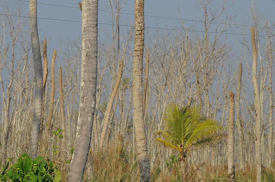 alappuzha6